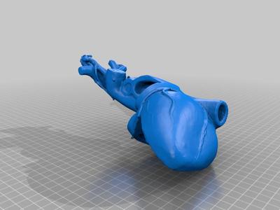 Anatomical model, 1930 - 1950 / Modèle anatomique, 1930 - 1950 