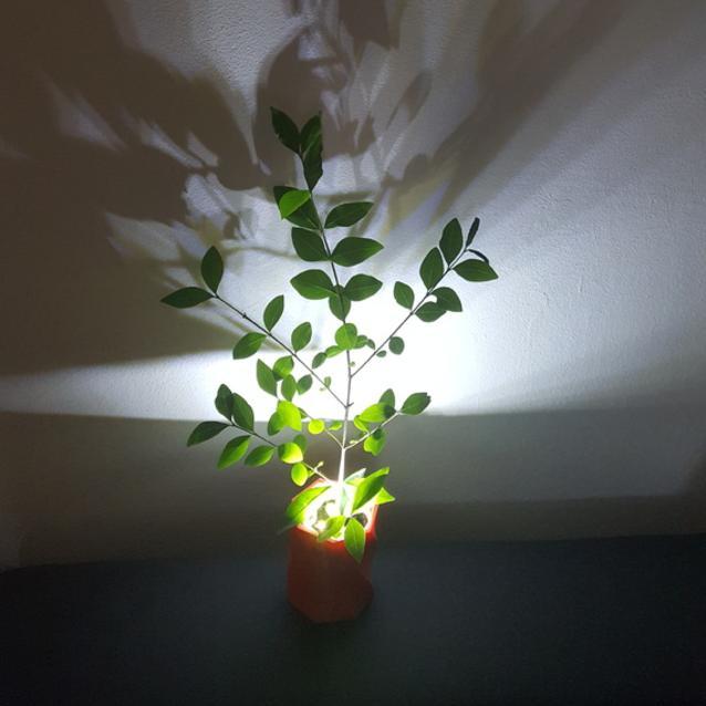 Shadow casting plant pot