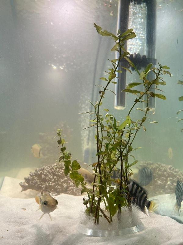 Round pot with aquarium base