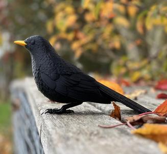 Black Bird