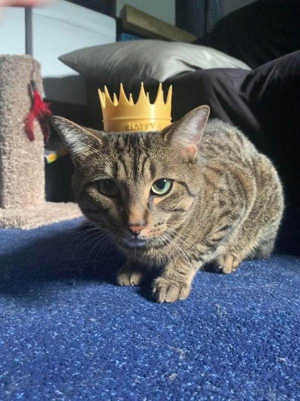 Cat Crown