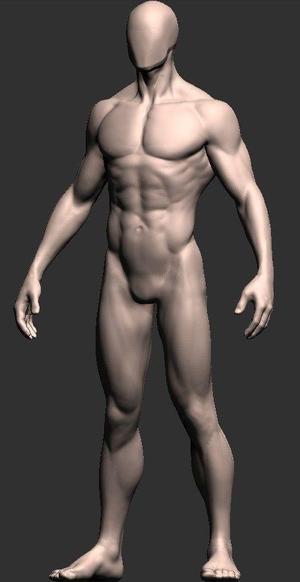 Anatomy Model