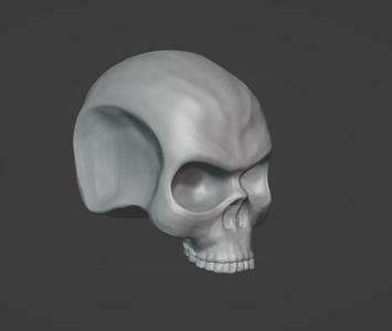 A model of a skull without a lower jaw