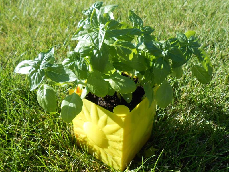 Sunny Self-Watering Planter