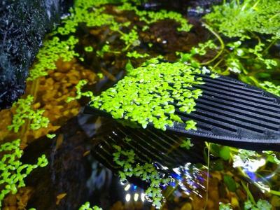Duckweed Scoop(Aquarium)