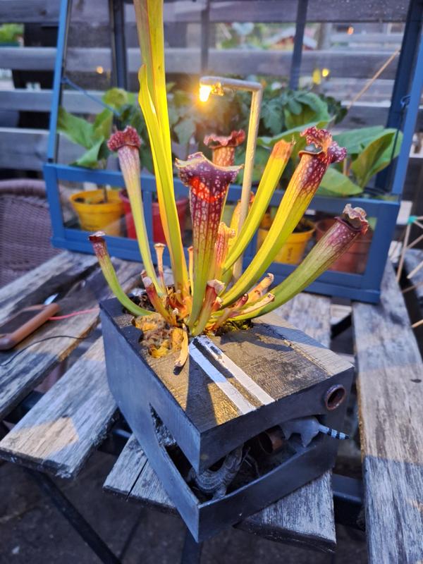 Carnivorous Plant Pot with Solar Bug Light
