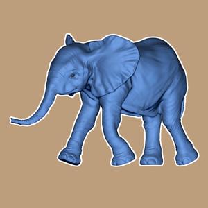 Baby Elephant