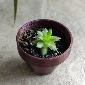 🌱 MINI PLANT POT  🌱