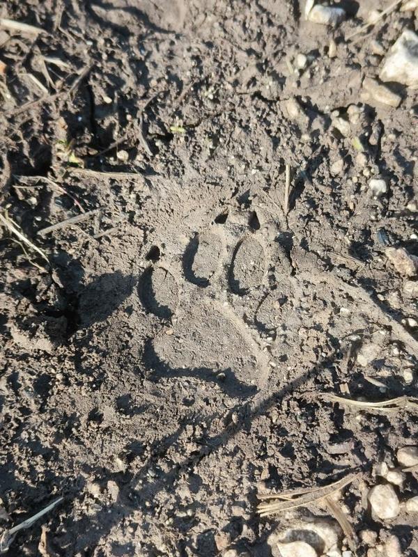 Wolf Footprint