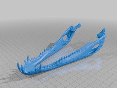 Jacaré - Crânio e Mandíbula