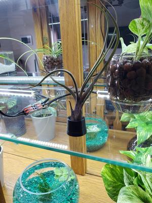 Air Plant Pot