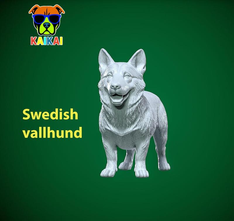 Tailless Swedish Vallhund Dog model - 3D print