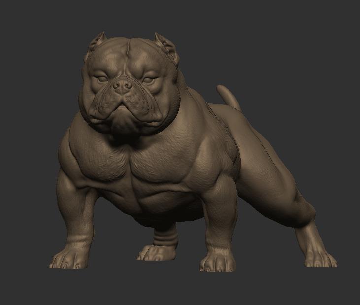 American bully Female