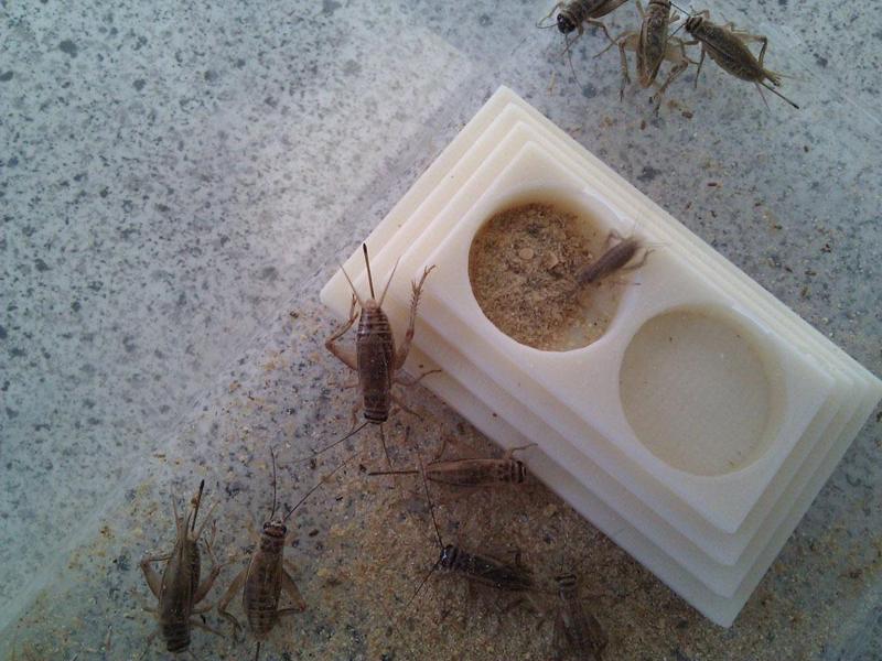 Cricket Feeder