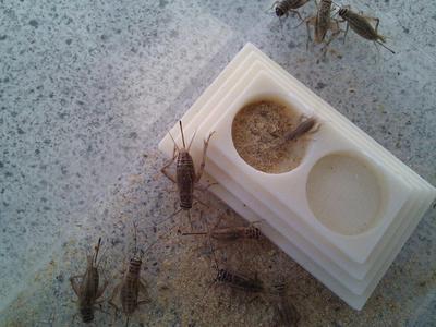 Cricket Feeder