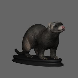 Ferret