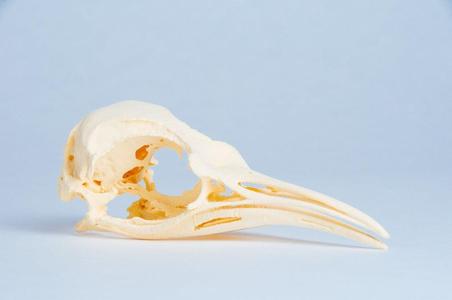 Penguin Skull (Aptenodytes forsteri) - Emperor Penguin, Adult