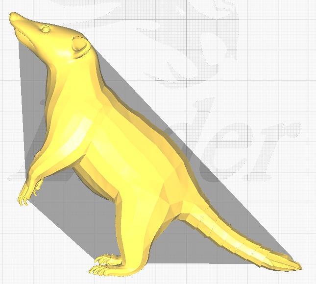 3D Model of Nasua nasua - South American Coati