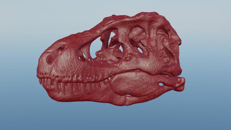 tyrannosaurus rex skull 3d print
