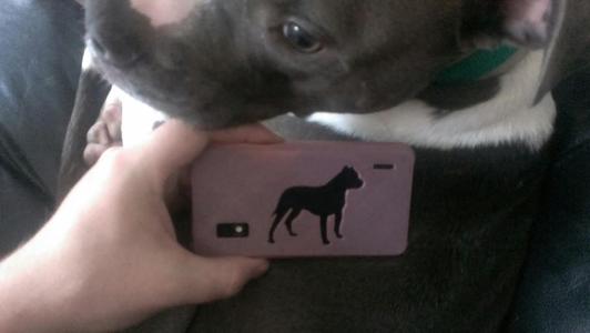 Nexus 4 Pitbull Case