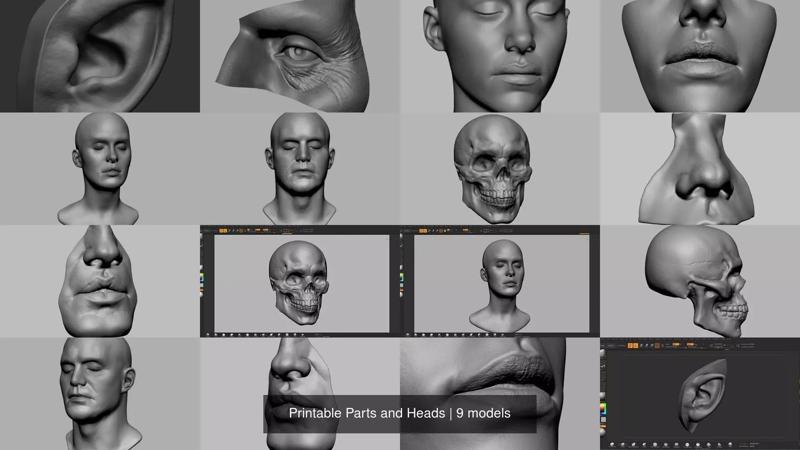 Printable Parts and Heads 3D Model Collection