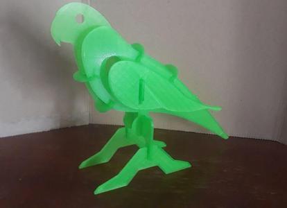 Pappagallo / Parrot