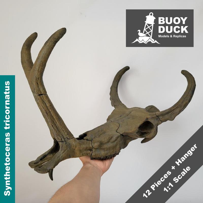 Synthetoceras tricornatus Skull