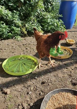 Strongman Hulk Chicken Arms