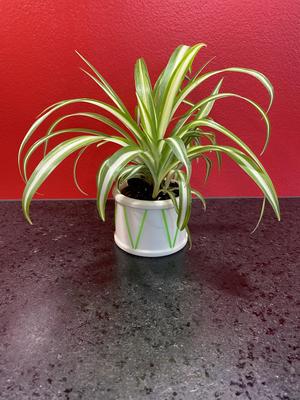 Plant-Pot - Chlorophytum