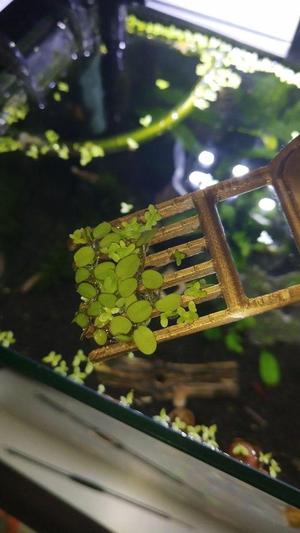 Floater removal tool (Aquarium usage)