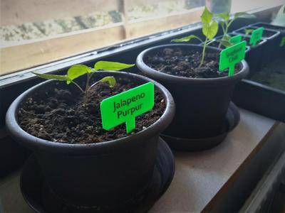 Plant label