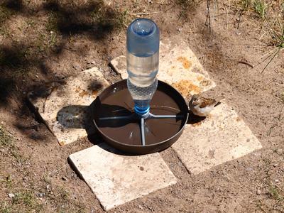 Heat Wave Bird Saver