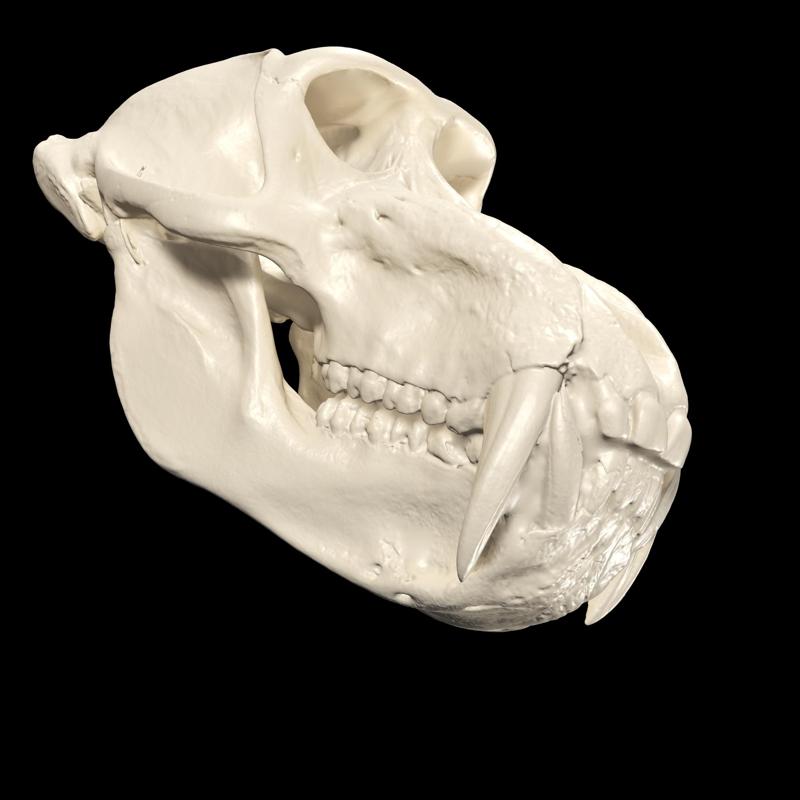 MANDRIL Baboon Baboon Baboon Clubbing Mandrill Zambo Mandrill Mandrill Mandrill SKULL River Gargantuan HEAD ANATOMY MAN MONKEY