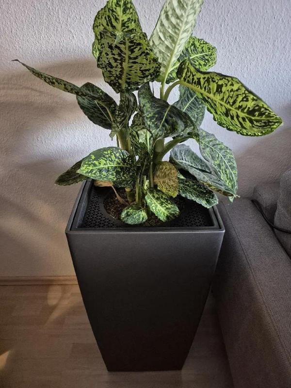 Cover Lechuza Cubico 75   