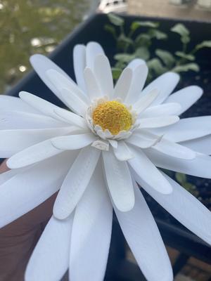 Realistic Daisy