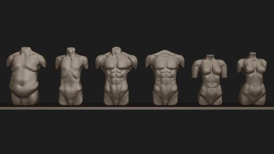 Human Torso Types