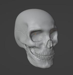 CRANIO-CRANIUM WITH HORNS