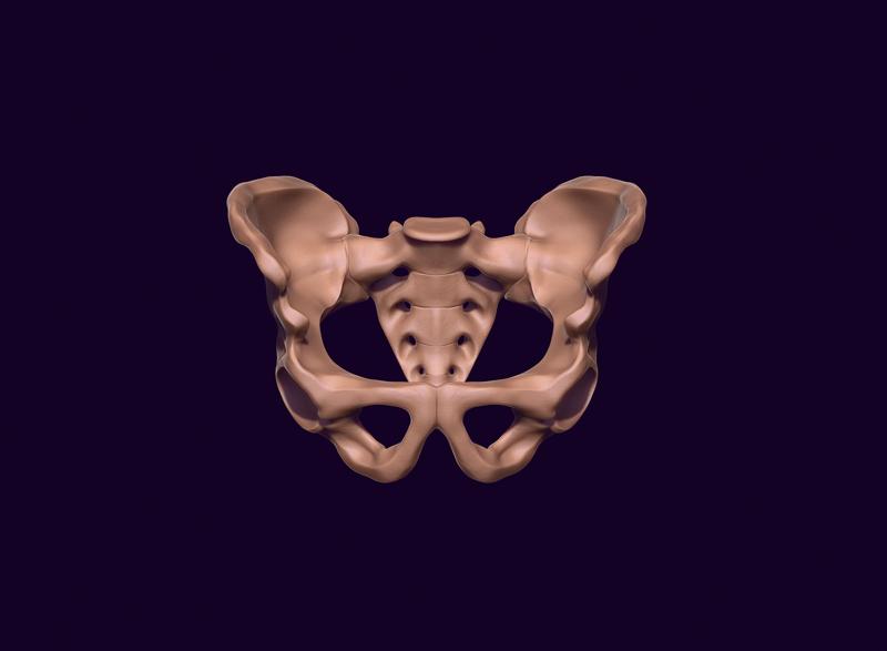 human pelvis