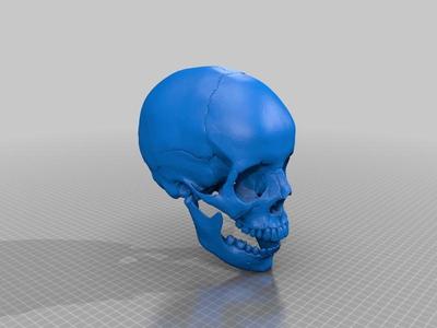 Human skull, anatomically correct and printer friendly **updated with jaw**