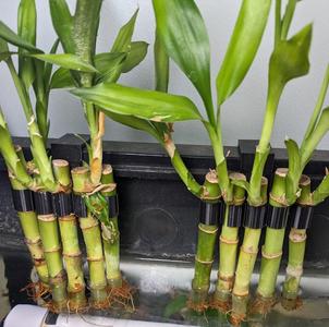 Rimmed Aquarium Plant / Bamboo Clip