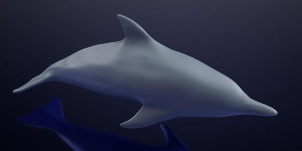 Dolphin