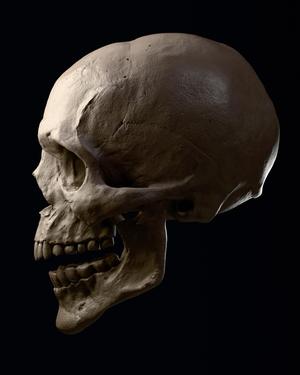 Human skull