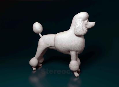 Poodle lion-haired
