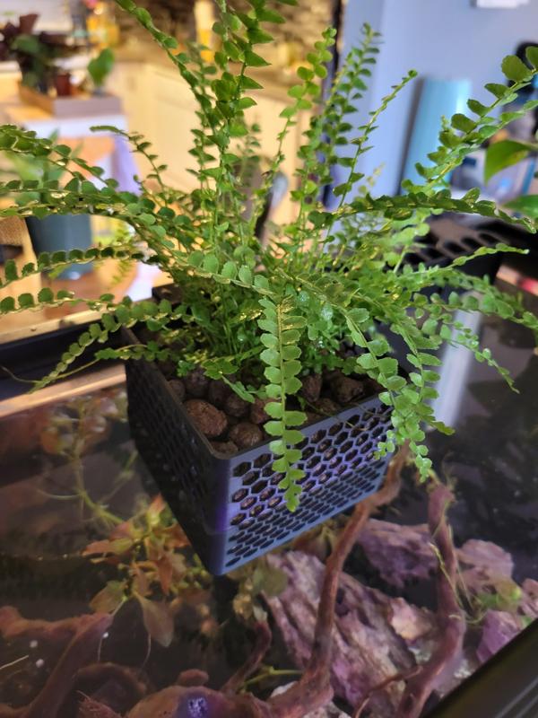 Aquarium/Riparium Planter