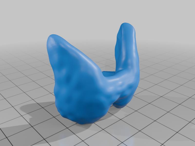 Larynx Model for studies: Speech Therapy and oncology Head and Neck
