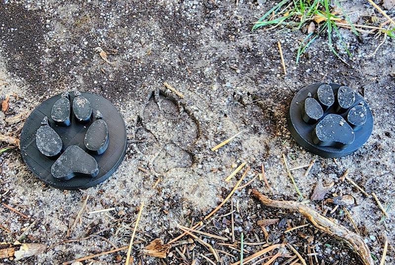 Dog and wolf tracks (paw prints)