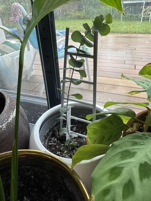 Plant/flower support