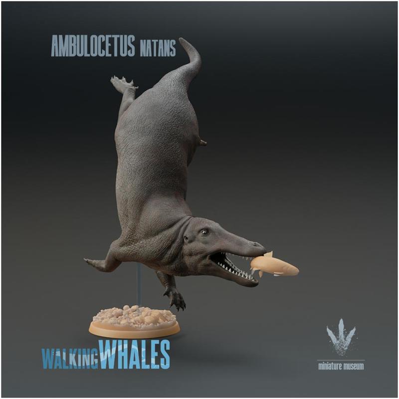 Ambulocetus natans : Fishing