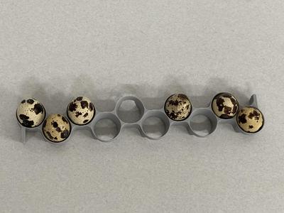 Maticoopx Incubator Jumbo Quail Egg Tray