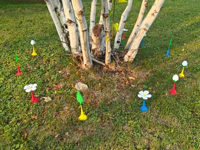 Pikmin sprout